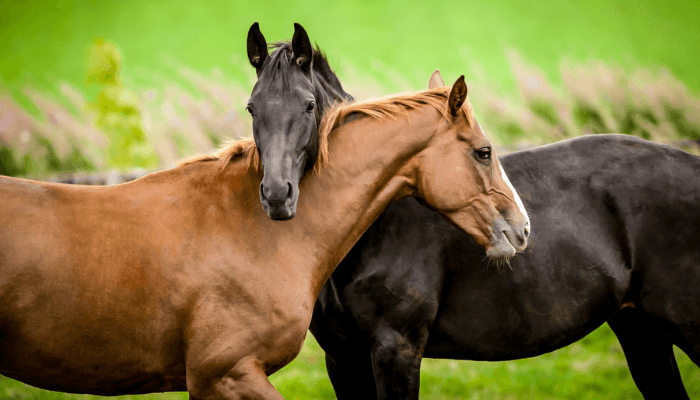 Horse Website Design