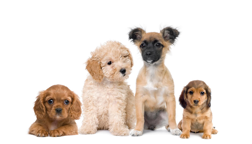 Pet Adoption Websites